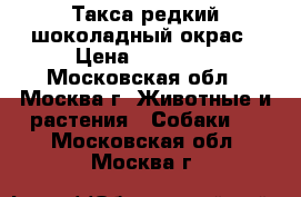 Такса редкий шоколадный окрас › Цена ­ 12 000 - Московская обл., Москва г. Животные и растения » Собаки   . Московская обл.,Москва г.